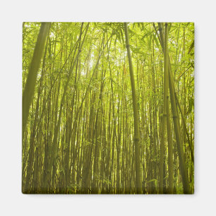 Bamboo Forest near Waikamoi Ridge Trail, North Magnet