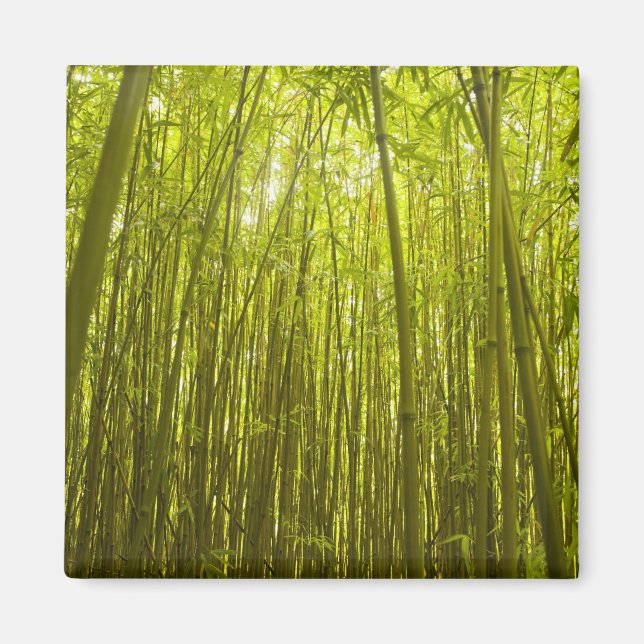 Bamboo Forest near Waikamoi Ridge Trail, North Magnet (Vorne)