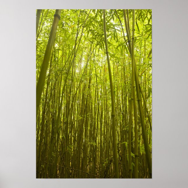 Bamboo Forest near Waikamoi Ridge Trail, North Poster (Vorne)