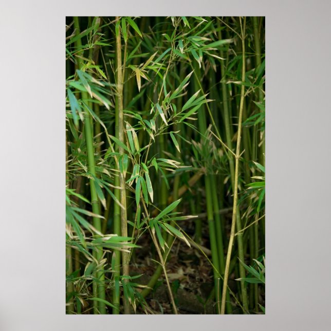Bamboo Forest Poster (Vorne)