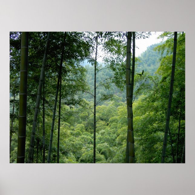 Bamboo Forest Poster (Vorne)