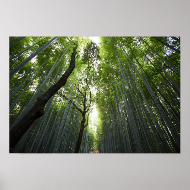 Bamboo Forest Poster (Vorne)