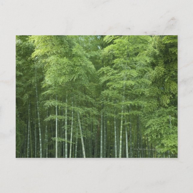 Bamboo Forest Postkarte (Vorderseite)