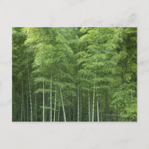 Bamboo Forest Postkarte