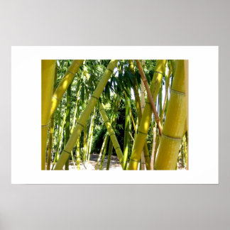 Bamboo Garden Poster