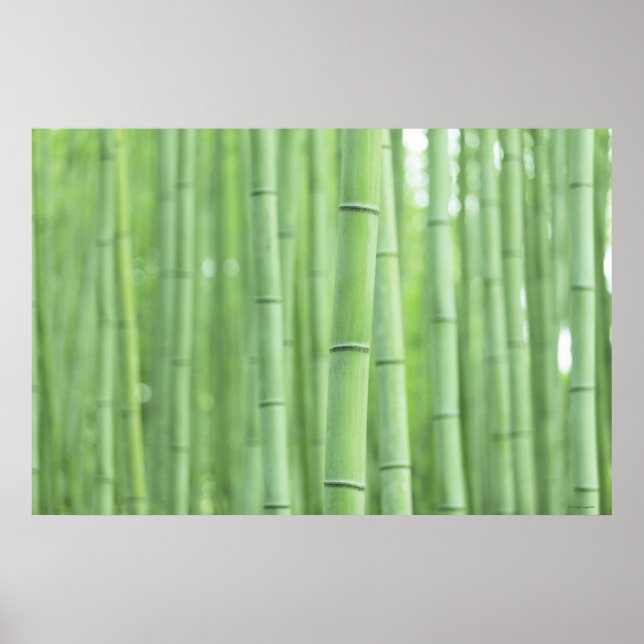 Bamboo Grove Poster (Vorne)