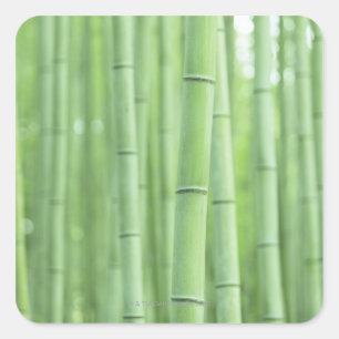 Bamboo Grove Quadratischer Aufkleber