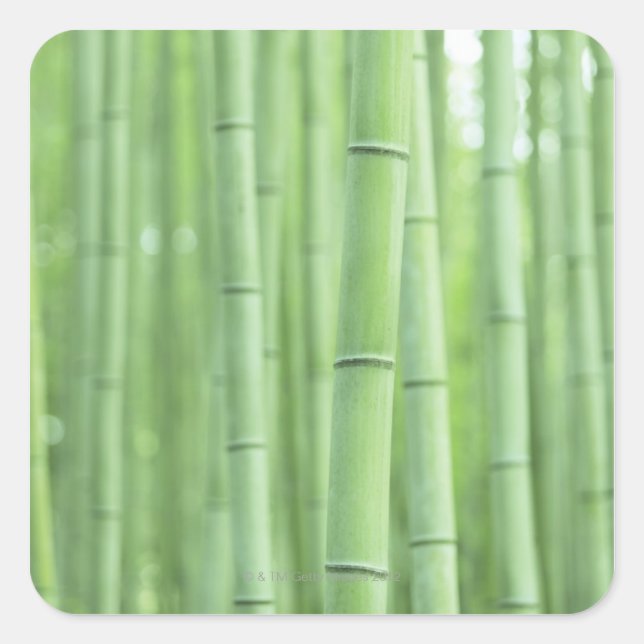 Bamboo Grove Quadratischer Aufkleber (Vorderseite)