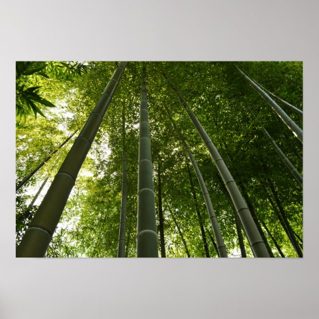 Bamboo Grove: Tokio, Japan Poster (Vorne)