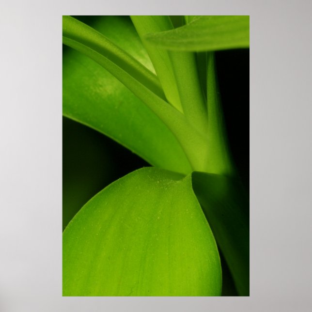 Bamboo Poster (Vorne)