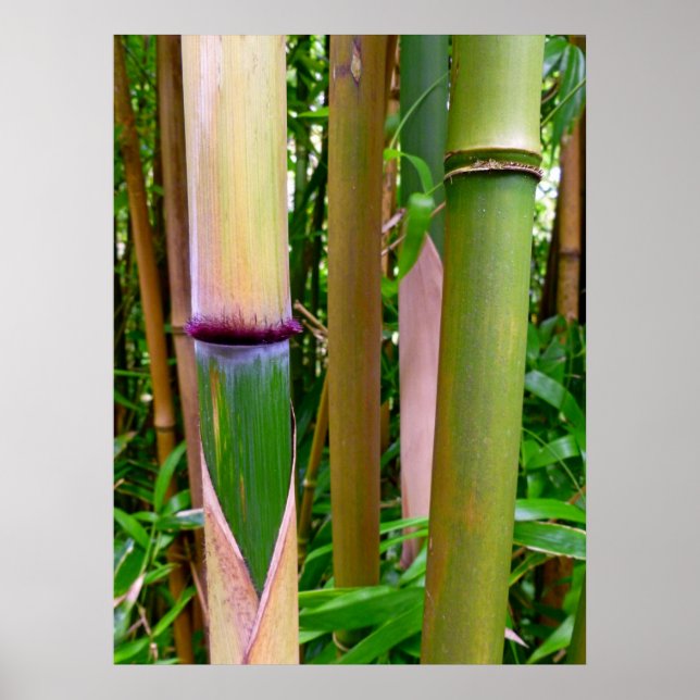 Bamboo Poster (Vorne)
