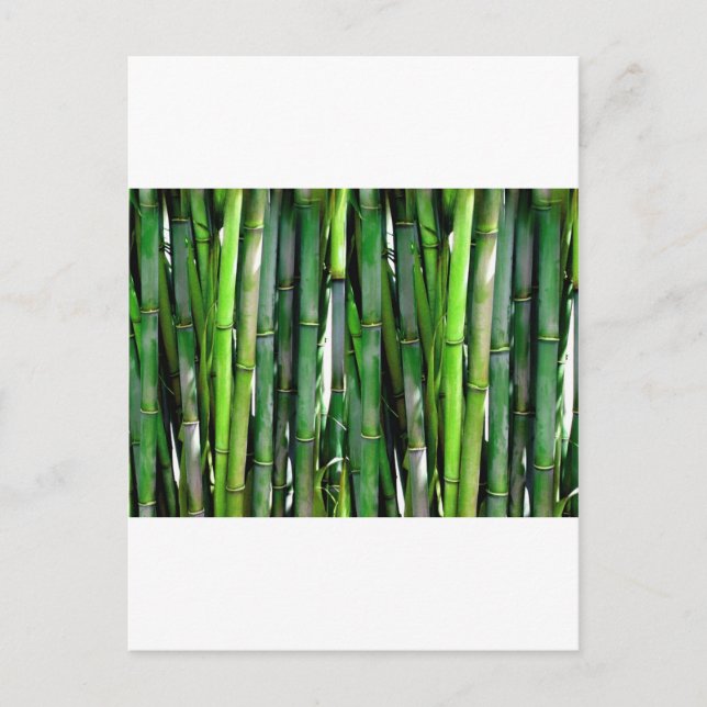 BAMBOO POSTKARTE (Vorderseite)