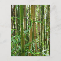 Bamboo Postkarte