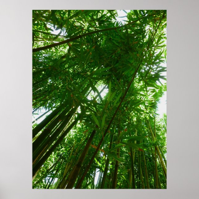 Bamboo Sky Poster (Vorne)