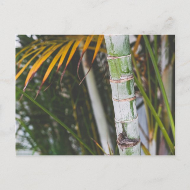 Bambus von Mexiko Postkarte (Vorderseite)