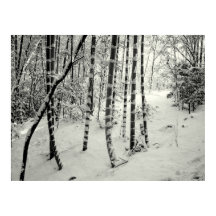 Bambusstämme im Schnee