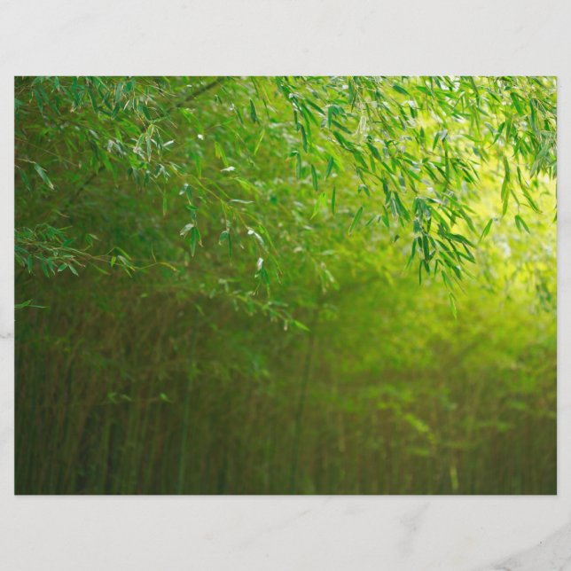 Bambuswald (Vorderseite)