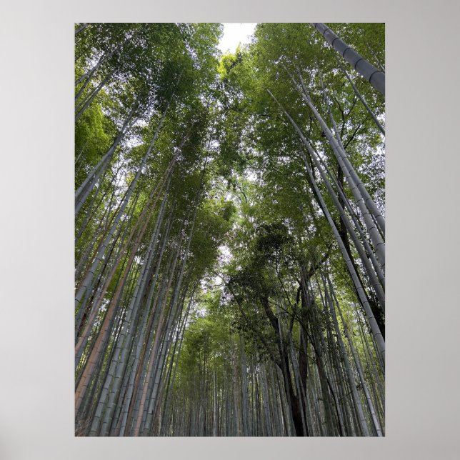 Bambuswald - Kyoto Poster (Vorne)
