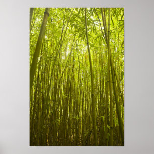 Bambuswald nahe Waikamoi Ridge Trail, Norden Poster