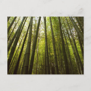 Bambuswald: Sagano, Kyoto Postkarte