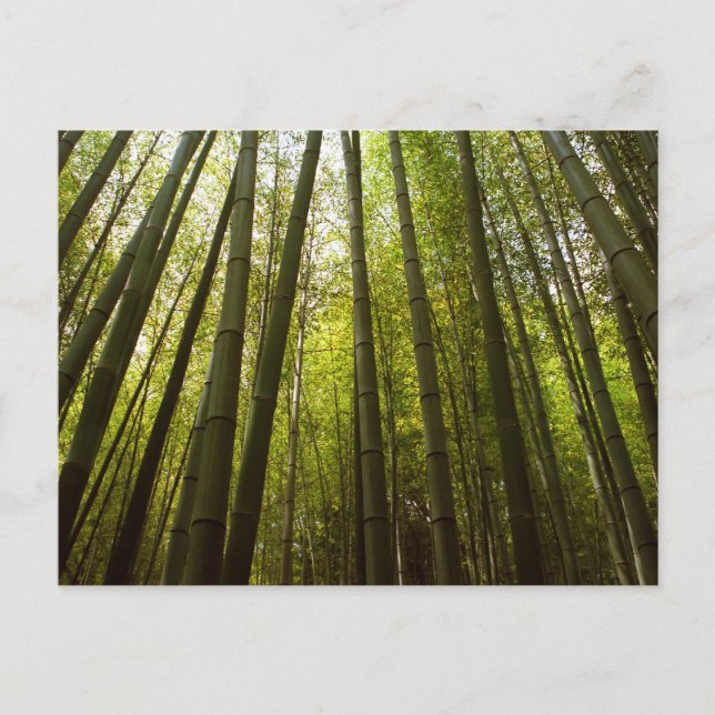 Bambuswald: Sagano, Kyoto Postkarte (Vorderseite)
