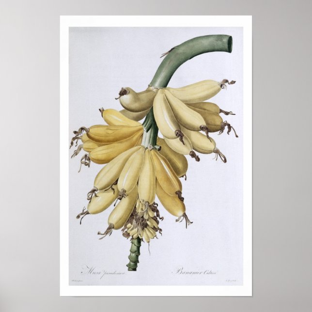 Banana, 1816 poster (Vorne)