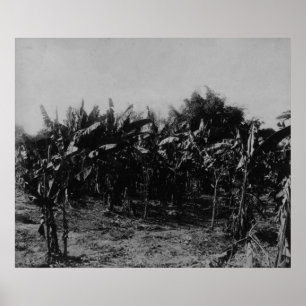 Banana Cultivation, Trinidad, c.1891 Poster