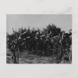 Banana Cultivation, Trinidad, c.1891 Postkarte