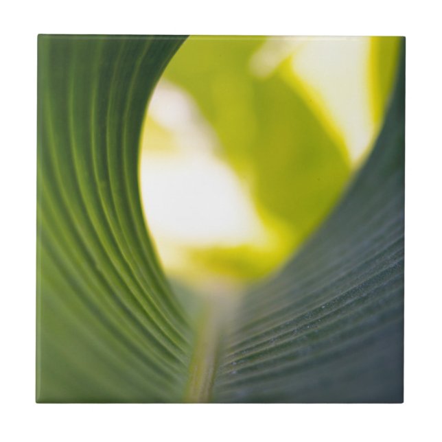 Banana Leaf Fliese (Vorderseite)