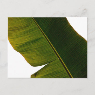 Banana Leaf Postkarte