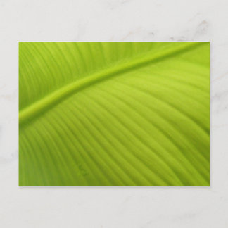 Banana Leaf Postkarte