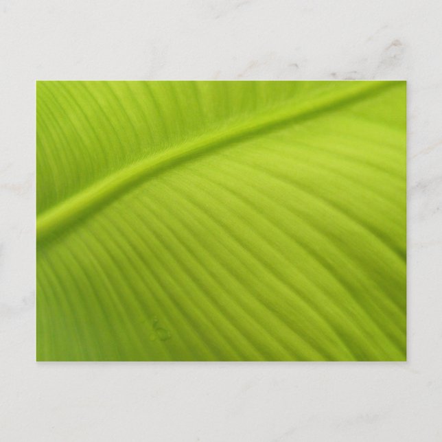Banana Leaf Postkarte (Vorderseite)