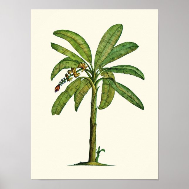 Banana Pen und Tinte Poster (Vorne)