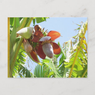 Banana-Pflanze Postkarte