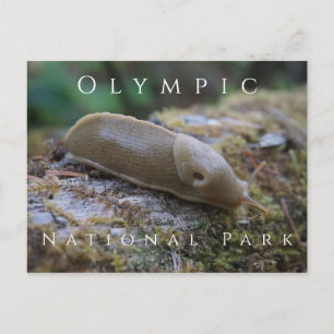 Banana Slug auf Mossy Log, Olympischer Nationalpar Postkarte