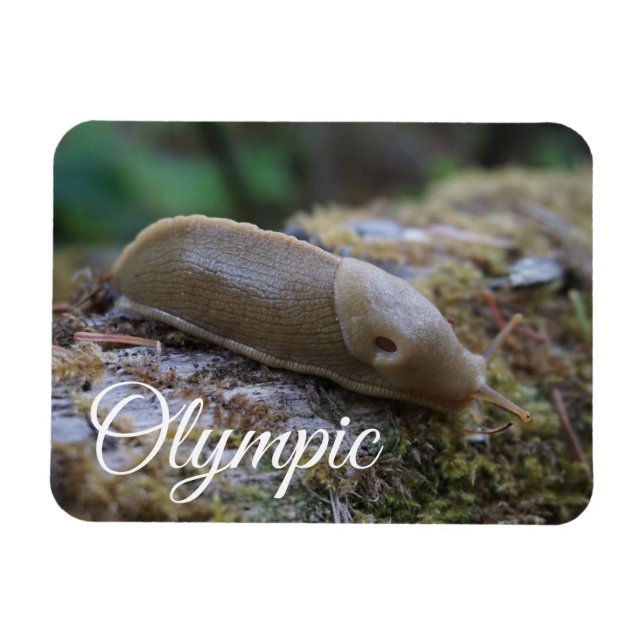 Banana Slug auf Mossy Log Olympischer Nationalpark Magnet (Horizontal)