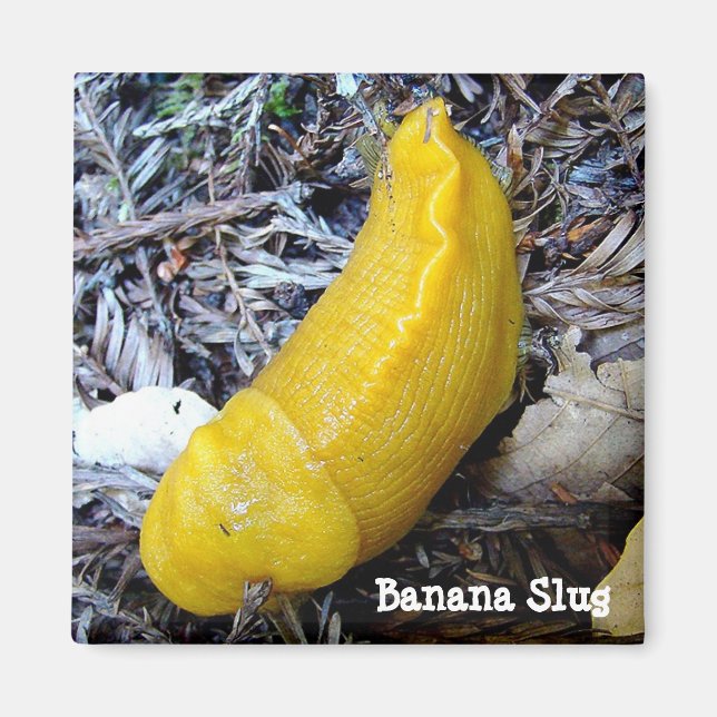 Banana Slug Magnet (Vorne)