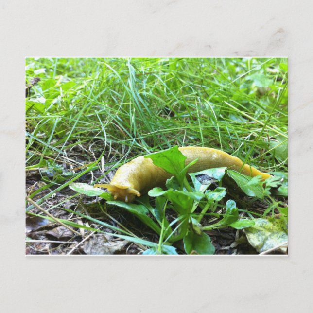 Banana Slug Postkarte (Vorderseite)