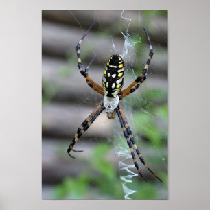 Banana Spider Poster