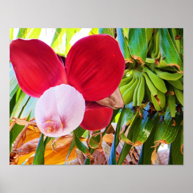 Banana Tree Bliss Poster (Vorne)