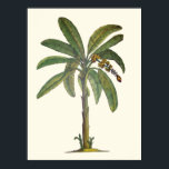 Banana Tree Botanical Poster<br><div class="desc">Bananenbaum botanisch in Stift,  Tinte und Aquarell.</div>