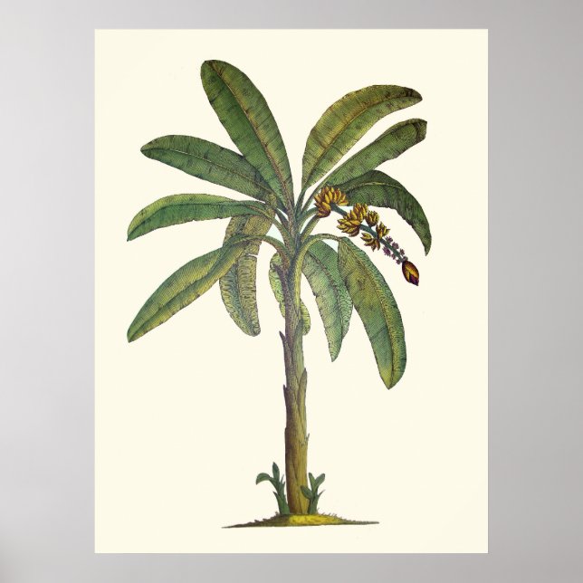 Banana Tree Botanical Poster (Vorne)