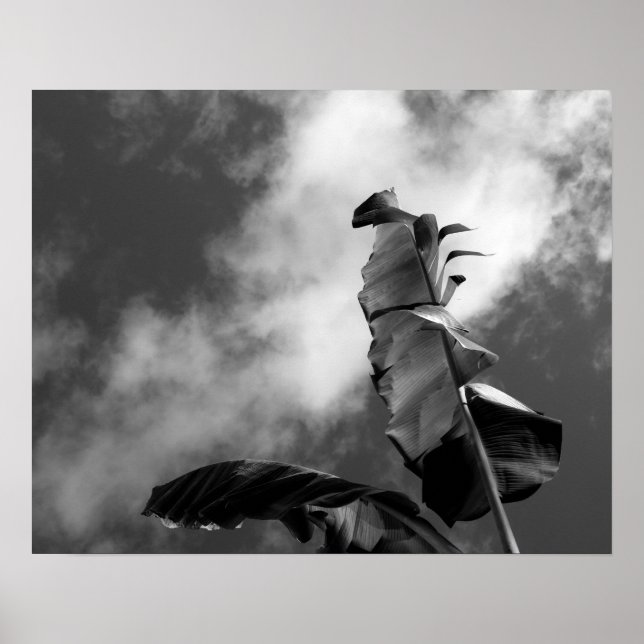 Banana Tree Schwarz-Weiß-Portrait Poster (Vorne)