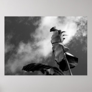Banana Tree Verlasse Schwarz-Weiß-Kunstfotos Poster