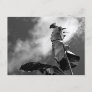 Banana Tree Verlasse Schwarz-Weiß-Kunstfotos Postkarte