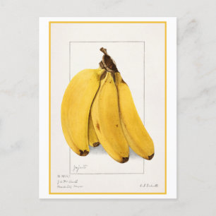 Banana Vintage Wasserfarbe Botanische Illustration Postkarte