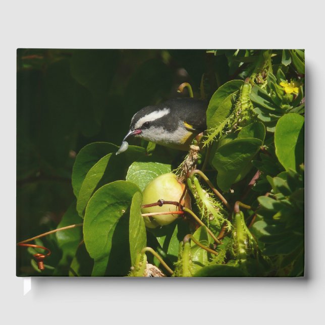 Bananaquit Bird Eating Tropical Photography Gästebuch (Vorderseite)