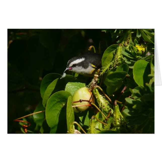 Bananaquit Bird essen tropische Fotografie (Vorderseite (Horizontal))