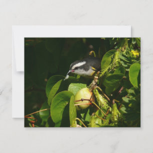 Bananaquit Bird essen tropische Fotografie