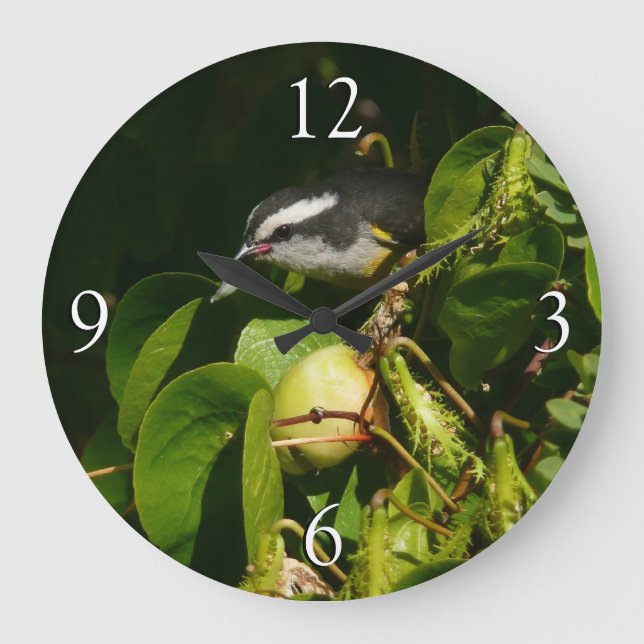 Bananaquit Bird essen tropische Fotografie Große Wanduhr (Vorderseite)